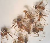 ants ants